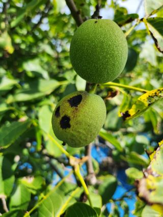 김영옥님의 기타작물 · 영농일지 작성글 사진