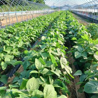 김진영님의 고추 · 영농일지 작성글 사진