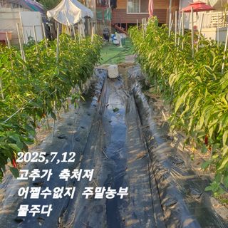 시민농장님의 고추 · 영농일지 작성글 사진