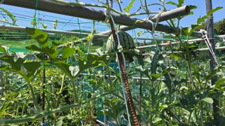 홍성관님의 감자 · 영농일지 작성글 사진