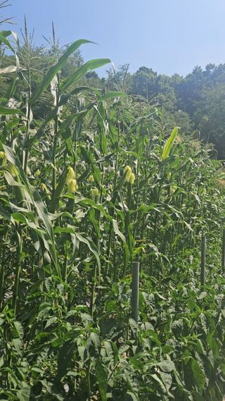 이규동님의 감자 · 영농일지 작성글 사진