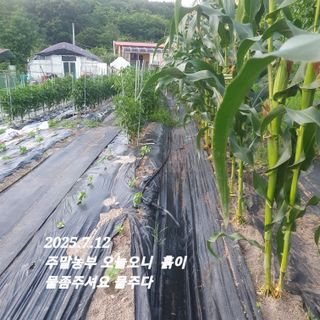 시민농장님의 고추 · 영농일지 작성글 사진