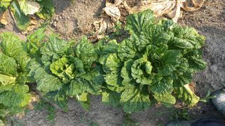 이승욱님의 파 · 영농일지 작성글 사진