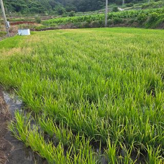 진도견나라진도개강아님의 기타작물 · 영농일지 작성글 사진