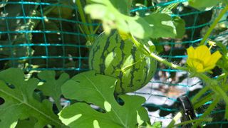 홍성관님의 감자 · 영농일지 작성글 사진