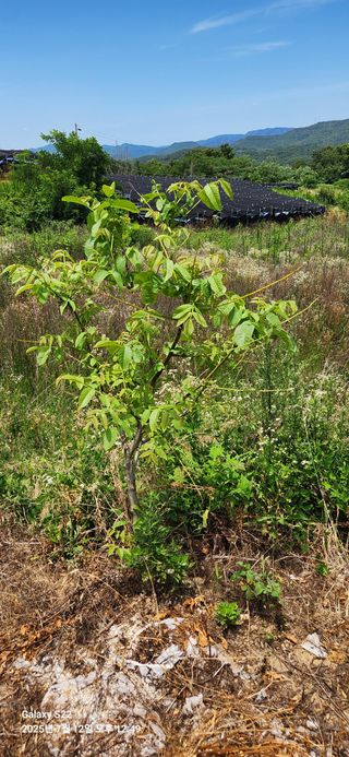 이응철님의 기타작물 · 영농일지 작성글 사진