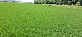 이복길님의 벼 · 영농일지 작성글 사진