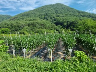 가야산자락한수덕님의 고추 · 영농일지 작성글 사진