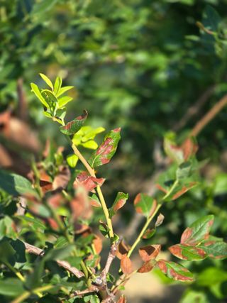 비타민님의 블루베리 · 영농일지 작성글 사진