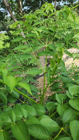 장흥 모경화 님의 기타작물 · 영농일지 작성글 사진