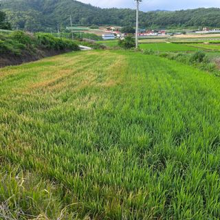 진도견나라진도개강아님의 기타작물 · 영농일지 작성글 사진