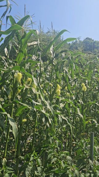 이규동님의 감자 · 영농일지 작성글 사진