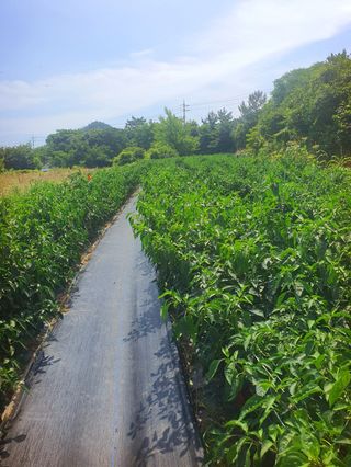 오이8898황산면님의 고추 · 영농일지 작성글 사진