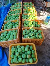 팜모닝 사과·영농일지 게시글 이미지