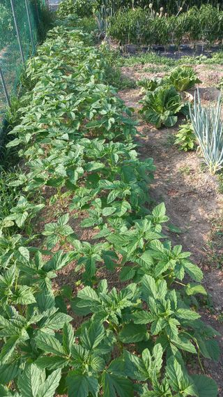 이승욱님의 파 · 영농일지 작성글 사진