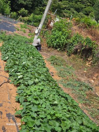 이세순님의 기타작물 · 영농일지 작성글 사진