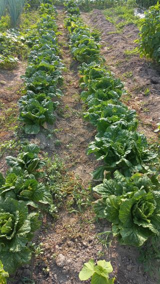 이승욱님의 파 · 영농일지 작성글 사진