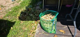 산골아찌님의 들깨 · 영농일지 작성글 사진