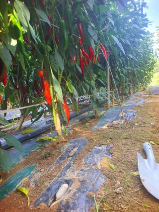 오이8898황산면님의 고추 · 영농일지 작성글 사진