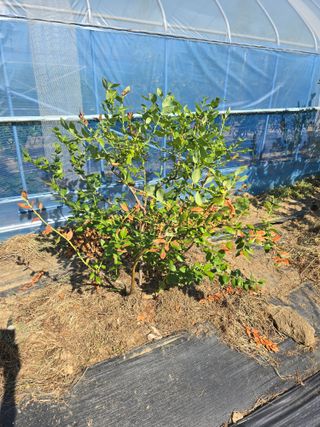 비타민님의 블루베리 · 영농일지 작성글 사진