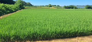 이복길님의 벼 · 영농일지 작성글 사진