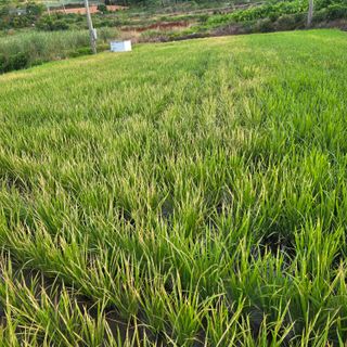 진도견나라진도개강아님의 기타작물 · 영농일지 작성글 사진