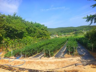 오이8898황산면님의 고추 · 영농일지 작성글 사진