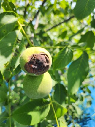 김영옥님의 기타작물 · 영농일지 작성글 사진