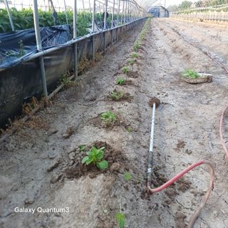 김진영님의 고추 · 영농일지 작성글 사진