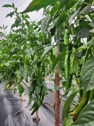 새싹농장님의 고추 · 영농일지 작성글 사진