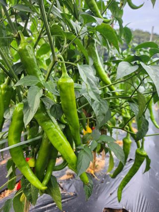 새싹농장님의 고추 · 영농일지 작성글 사진