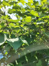 팜모닝 기타작물·영농일지 게시글 이미지