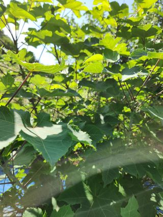 김영옥님의 기타작물 · 영농일지 작성글 사진