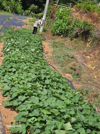 이세순님의 기타작물 · 영농일지 작성글 사진