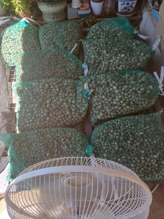 삼성농산님의 마늘 · 영농일지 작성글 사진