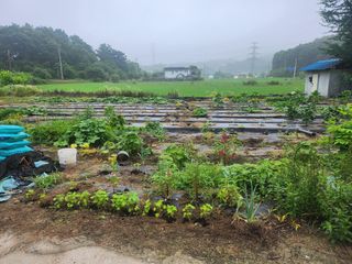 트랜스지방님의 고추 · 영농일지 작성글 사진