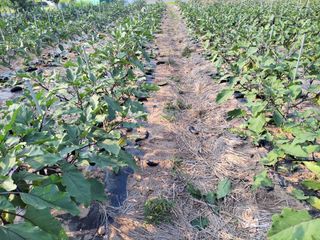 이시형님의 기타작물 · 영농일지 작성글 사진