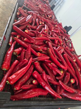 박수열님의 고추 · 영농일지 작성글 사진