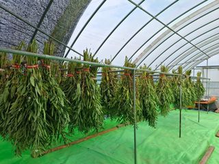 구봉갑산님의 참깨 · 영농일지 작성글 사진