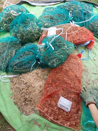 삼성농산님의 마늘 · 영농일지 작성글 사진