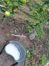 팜모닝 사과·영농일지 게시글 이미지