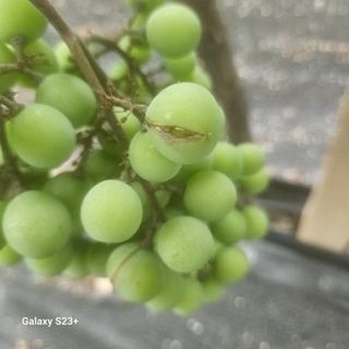 골실지기님의 포도 · 영농일지 작성글 사진