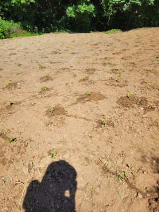 뚜비맘님의 들깨 · 영농일지 작성글 사진