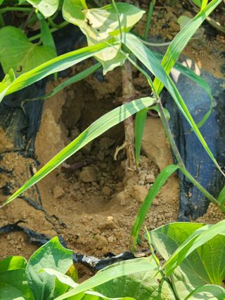 박병한님의 고구마 · 영농일지 작성글 사진