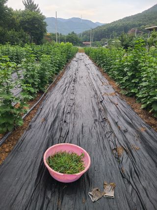 만청님의 기타작물 · 영농일지 작성글 사진