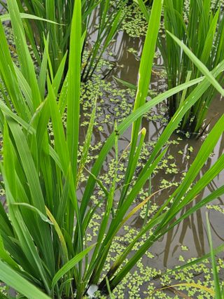 하이론님의 벼 · 영농일지 작성글 사진