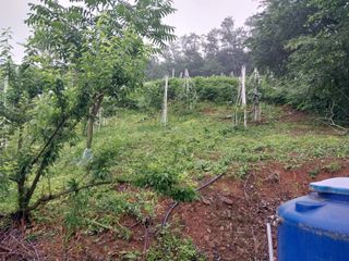 영수농원님의 고추 · 영농일지 작성글 사진