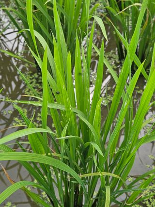 하이론님의 벼 · 영농일지 작성글 사진