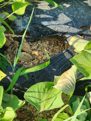 박병한님의 고구마 · 영농일지 작성글 사진