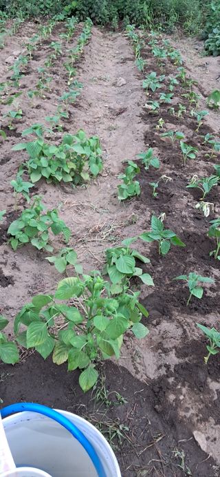 지리산마담 록원뜰님의 기타작물 · 영농일지 작성글 사진